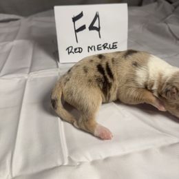 Girl 4 - Red merle female Border Collie puppy in Meridian, Mississippi from Border Hollow Border Collies