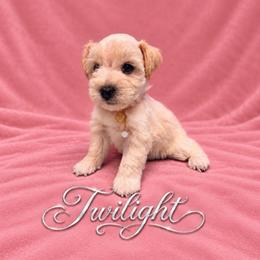 Twilight - Wheaten female Miniature Schnauzer puppy in Daisetta, Texas from Winfree’s Schnauzers
