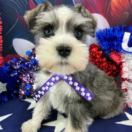 Bella - Parti female Miniature Schnauzer puppy in Sylvania, Georgia from Southern Sky Miniature Schnauzers