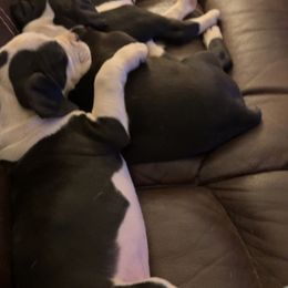 Boxer Puppies from House of boxers