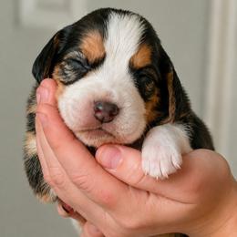 Ruby - Black tan and white female Beagle puppy in Lake City, Florida from Sunkissed Beagles