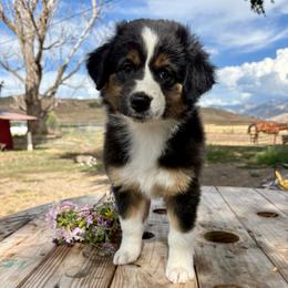 Sandy - Black tri-color female Australian Shepherd puppy in Preston, Idaho from KC Bar Ranch Aussies