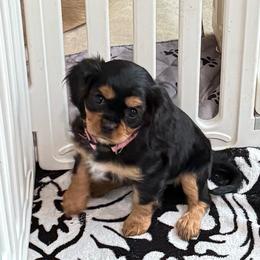 Helen - Black and tan female Cavalier King Charles Spaniel puppy in Ocala, Florida from Ray of Sunshine Spaniels LLC