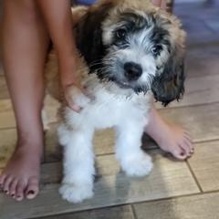 Saint Berdoodle Puppies from Dustdevil Doodles