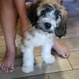 Saint Berdoodle Puppies from Dustdevil Doodles