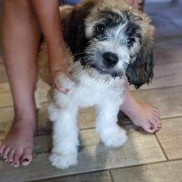 Saint Berdoodle Puppies from Dustdevil Doodles
