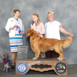 Sully - Golden Retriever