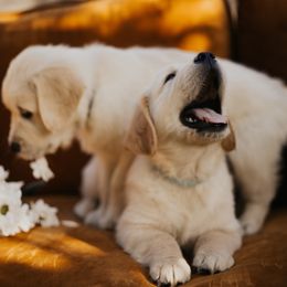 Golden Retriever Puppies from Rosemary Goldens