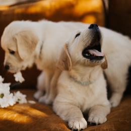 Golden Retriever Puppies from Rosemary Goldens