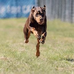Doberman Pinschers from Cadence Dobermans