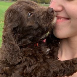 Australian Labradoodle Puppies from Llewellyn's Grove Labradoodles