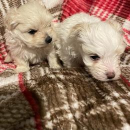 Lulu - White female Morkie puppy in Taylorsville, North Carolina from Mountain Top Hot Tailz