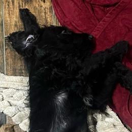 Theodore - Black male Labradoodle puppy in Baldwin, New York from remiandraesweetdoodlesli
