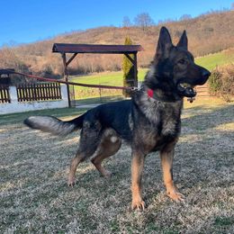 Eko - German Shepherd