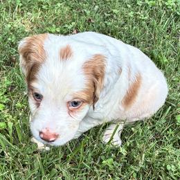 Holly boy 2 - White and orange male Brittany puppy in Floyd Knobs, Indiana from Cross Creek Brittanys