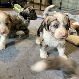 Robin - Green - Blue Merle Tri Boy - Aussiedoodle puppy from Doodle Dandy