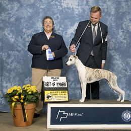 Zara - Whippet