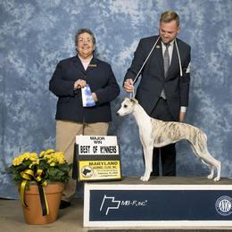 Zara - Whippet