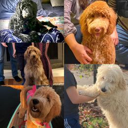 Goldendoodle All Grown Up from Orange Blossom Doodles
