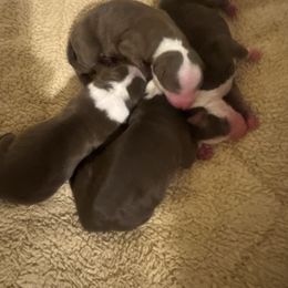 Boy 1 - Red tri-color male Australian Shepherd puppy in Ramona, California from Blue Moon Aussies