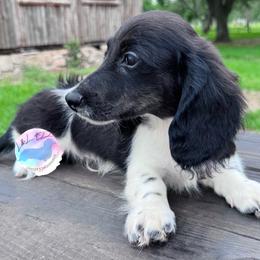 Boy 2 - Piebald male Dachshund puppy in Houston, Texas from L&L 4D Dancer’s Dachshunds