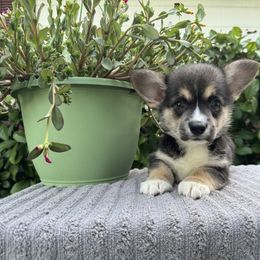 Boy 1 - Black and tan Pembroke Welsh Corgi puppy in Bushnell, Florida from Bending Oaks Corgis