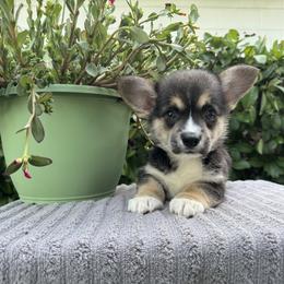 Boy 1 - Black and tan Pembroke Welsh Corgi puppy in Bushnell, Florida from Bending Oaks Corgis