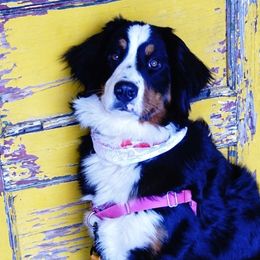 Bernedoodles, Bernese Mountain Dogs, Cavalier King Charles Spaniels, and Goldendoodles from Adventure Doodles Of East TN