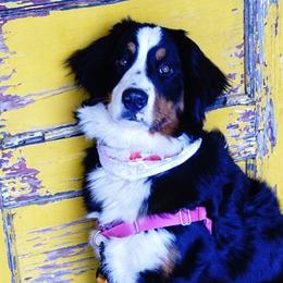 Bernedoodles, Bernese Mountain Dogs, Cavalier King Charles Spaniels, and Goldendoodles from Adventure Doodles Of East TN
