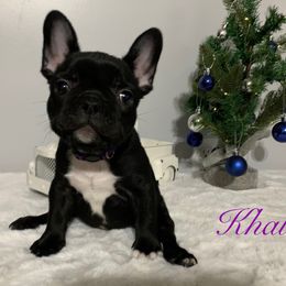 French Bulldog Puppies from Gotts Frenchies