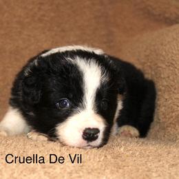 Cruela De Vil - Black female Border Collie puppy in Crawfordsville, Indiana from Rescued Dreams Border Collies