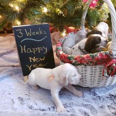 Spinone Italiano Puppies from Seven Pines Spinone