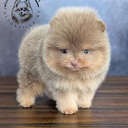 Gelato - Lavender male Pomeranian puppy in Fultonville, New York from Sandy Aussies, Mini Dachshunds & Pomeranians