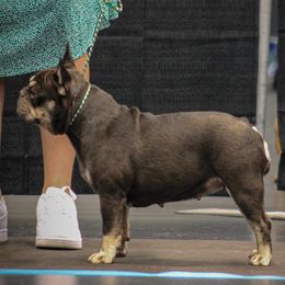 Iris - French Bulldog