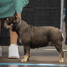 Iris - French Bulldog