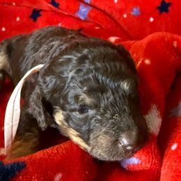 Pink Collar Girl - Phantom female Poodle puppy in Huntsville, Alabama from Flint River Poodles