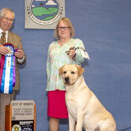Labrador Retrievers from Loyalsock Farm