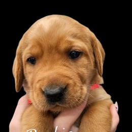 Barbie - Yellow female Labrador Retriever puppy in Sidney, Nebraska from Nebraska Strong Labradors