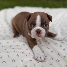 Cedar - Girl 2 - Red female Boston Terrier puppy in Charlotte, Michigan from Blue Diamond Danes