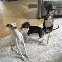 Italian Greyhound Puppies from Bahia Verde’s Kennels