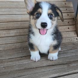Jack - Black and tan male Pembroke Welsh Corgi puppy in Anton, Texas from X Bar's Lil Legs of Texas