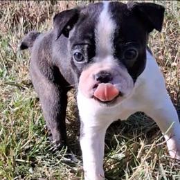 Elijah - Black brindle and white male Boston Terrier puppy in Smallett, Missouri from B's Bostons