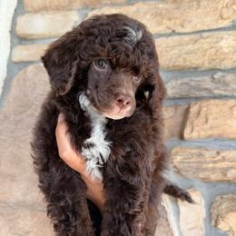 Comet - Brown male Poodle puppy in Lathrop, California from Stellar Poodles