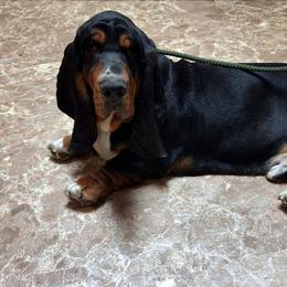 Groot - Basset Hound