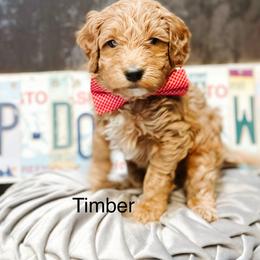 Timber - Apricot male Goldendoodle puppy in Pasco, Washington from Camp Doodle Woods