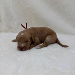 Walt - Apricot male Goldendoodle puppy in Casselberry, Florida from My Little Doodle