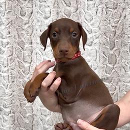 Red Collar - Red and rust male Doberman Pinscher puppy in Louisville, Kentucky from Ruiz Dobermans