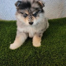 Pomsky Puppies from Pomskies of Hawaii