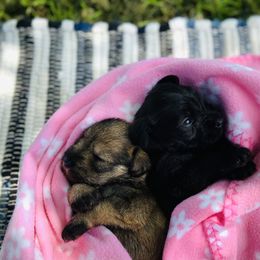 Miniature Schnauzer Puppies from Shannon Truelove