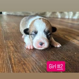 Girl 2 - Sable female Pembroke Welsh Corgi puppy in Greenwood, South Carolina from JOY Farms